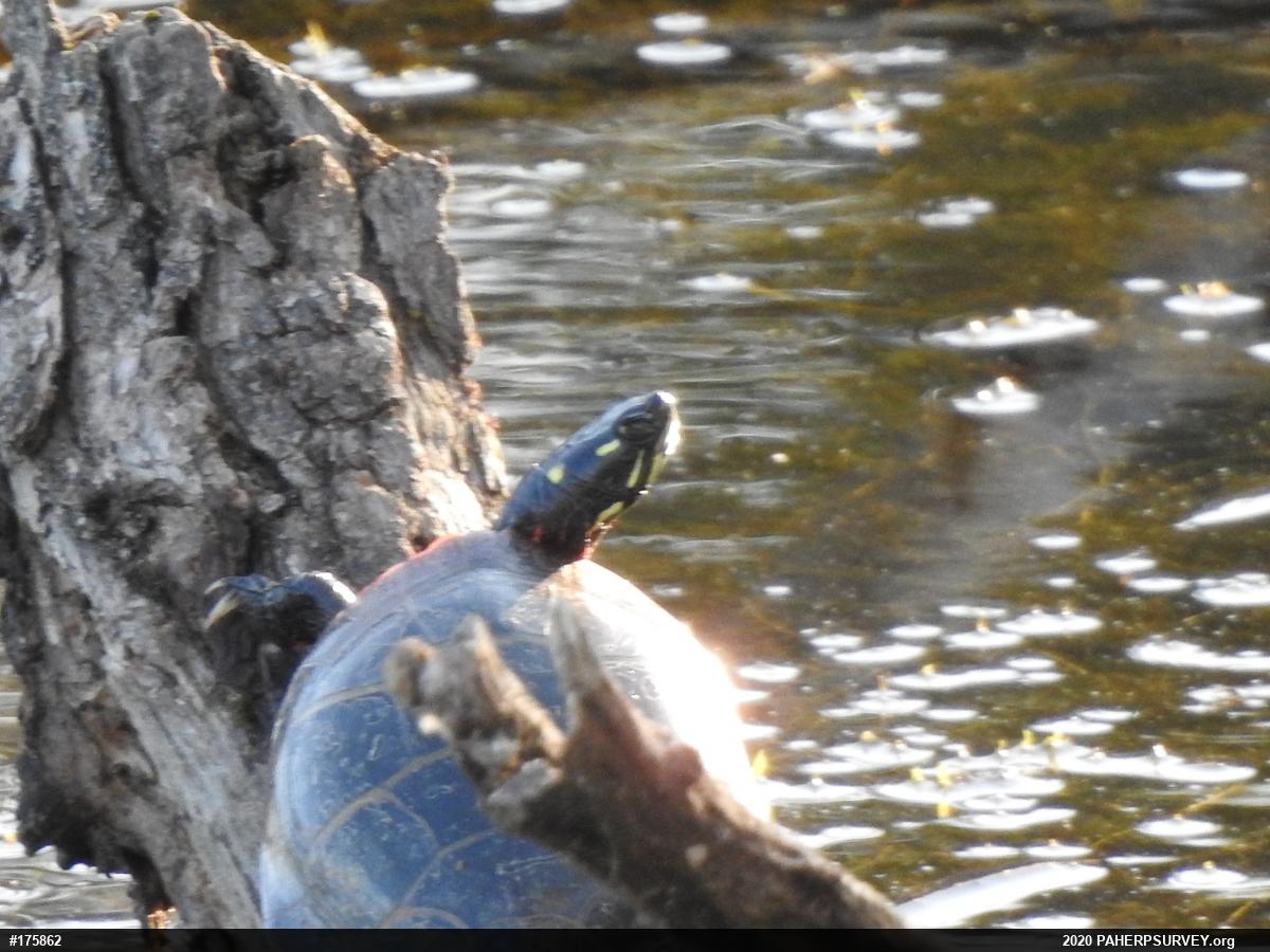 Painted Turtle