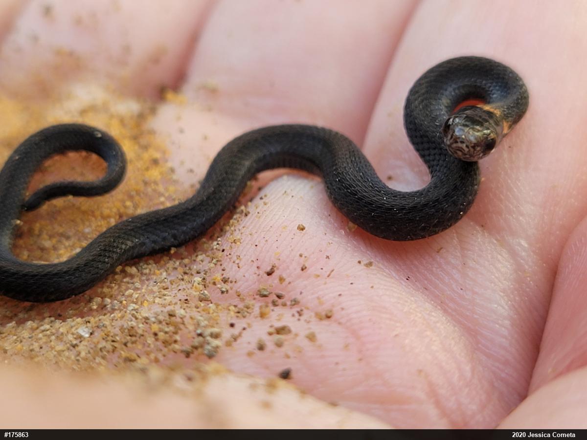 Red-bellied Snake
