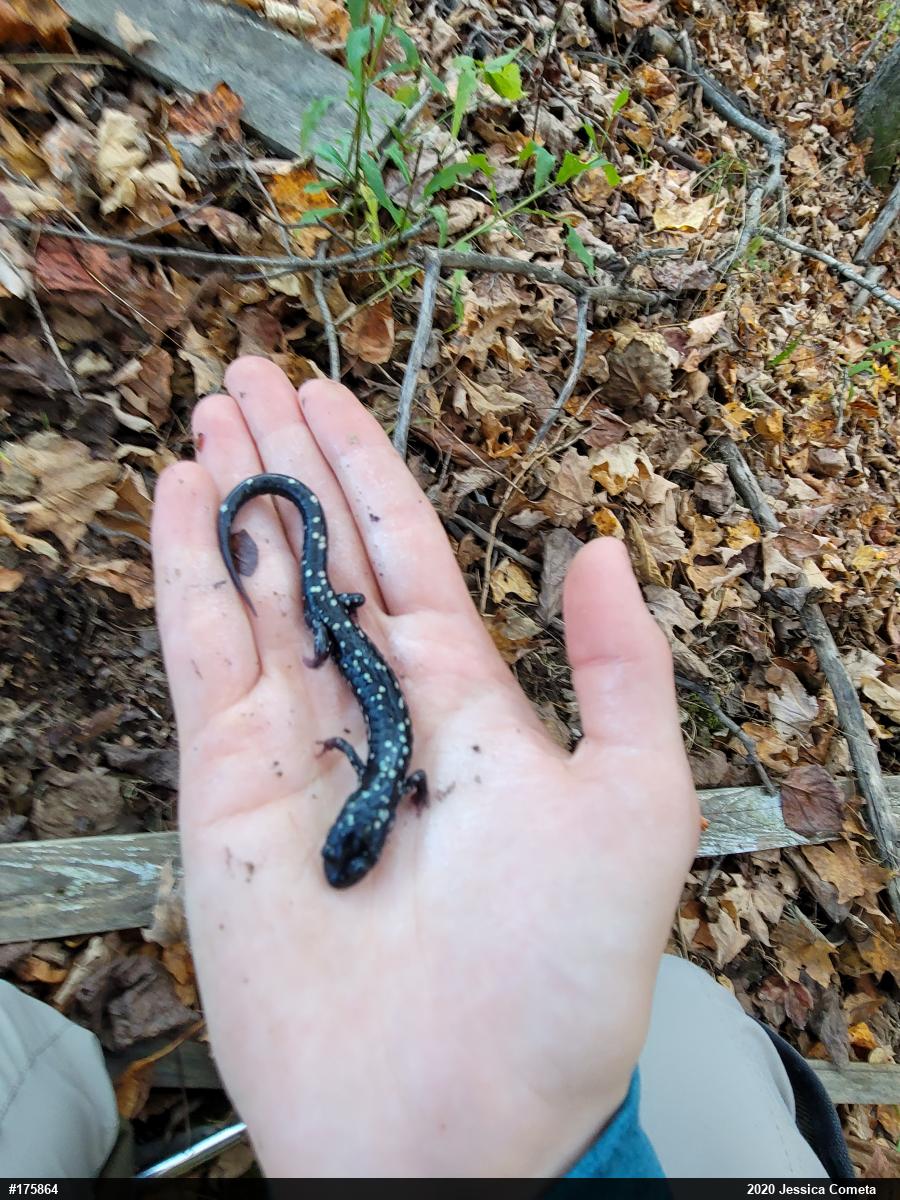 Northern Slimy Salamander