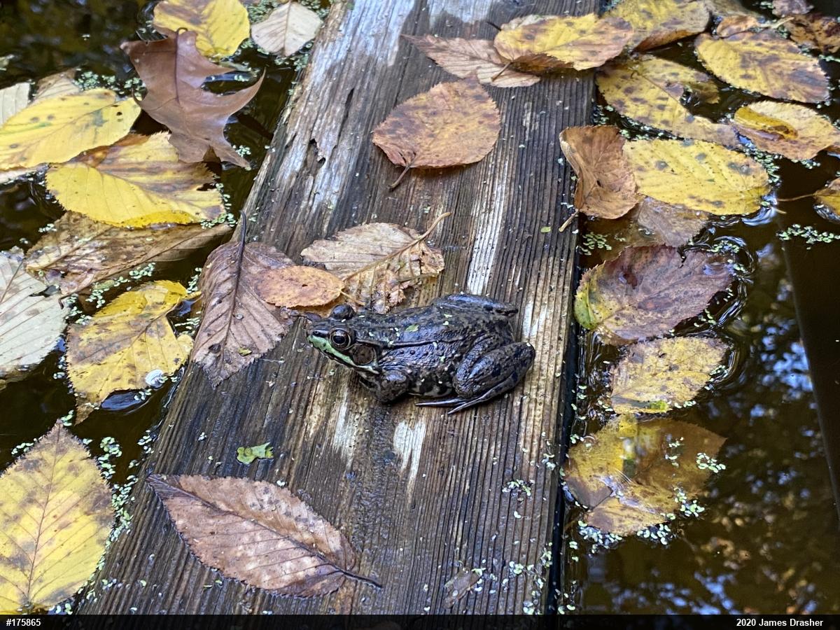 Green Frog