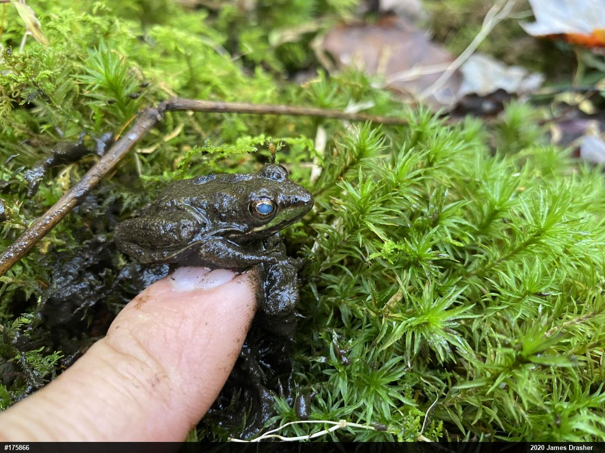 Green Frog