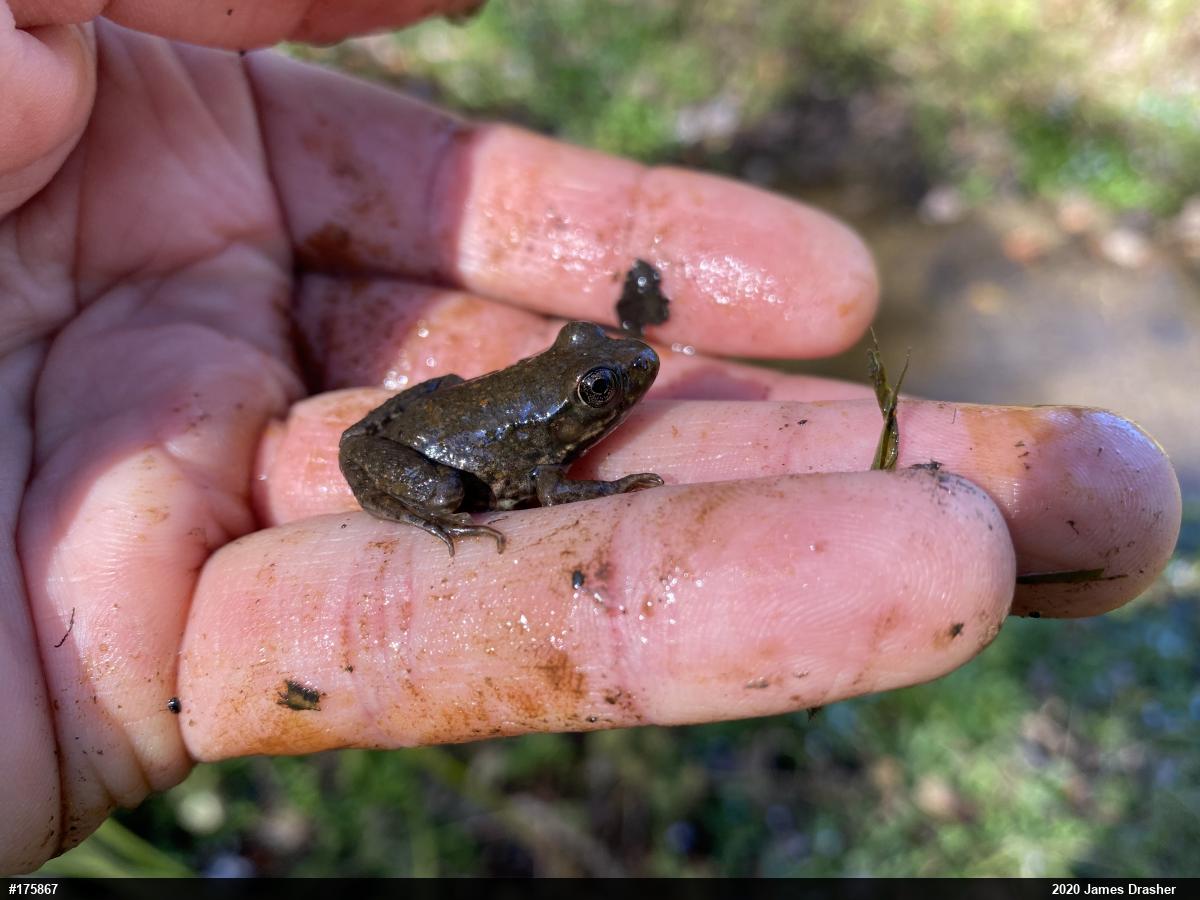 Green Frog