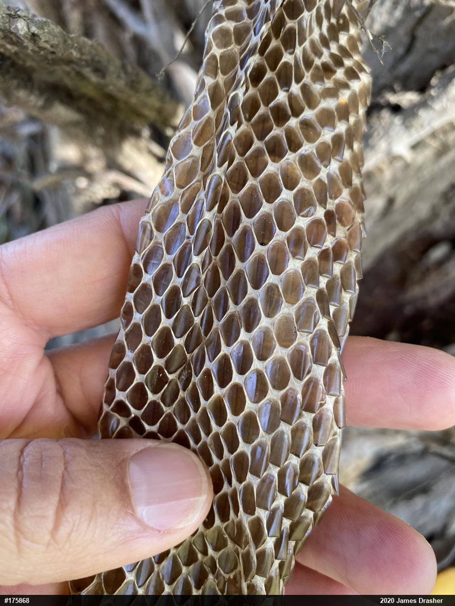 Eastern Ratsnake