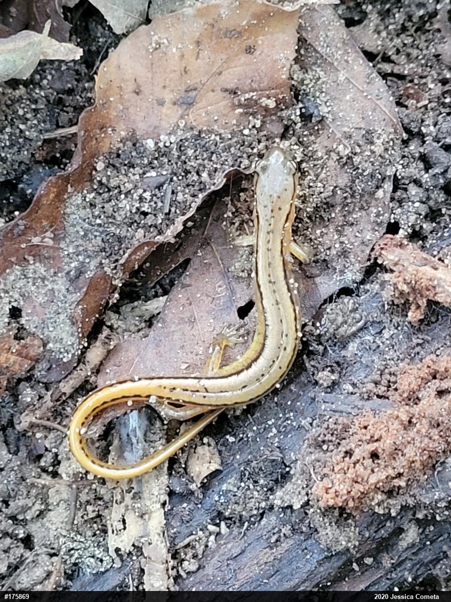 Northern Two-lined Salamander