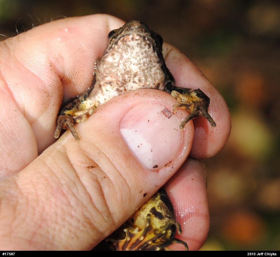 Pickerel Frog