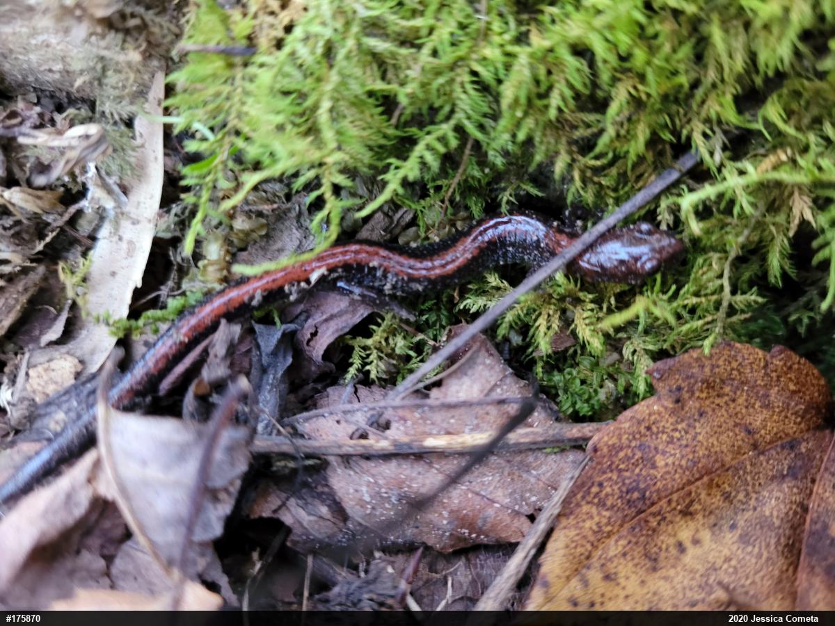 Eastern Red-backed  Salamander
