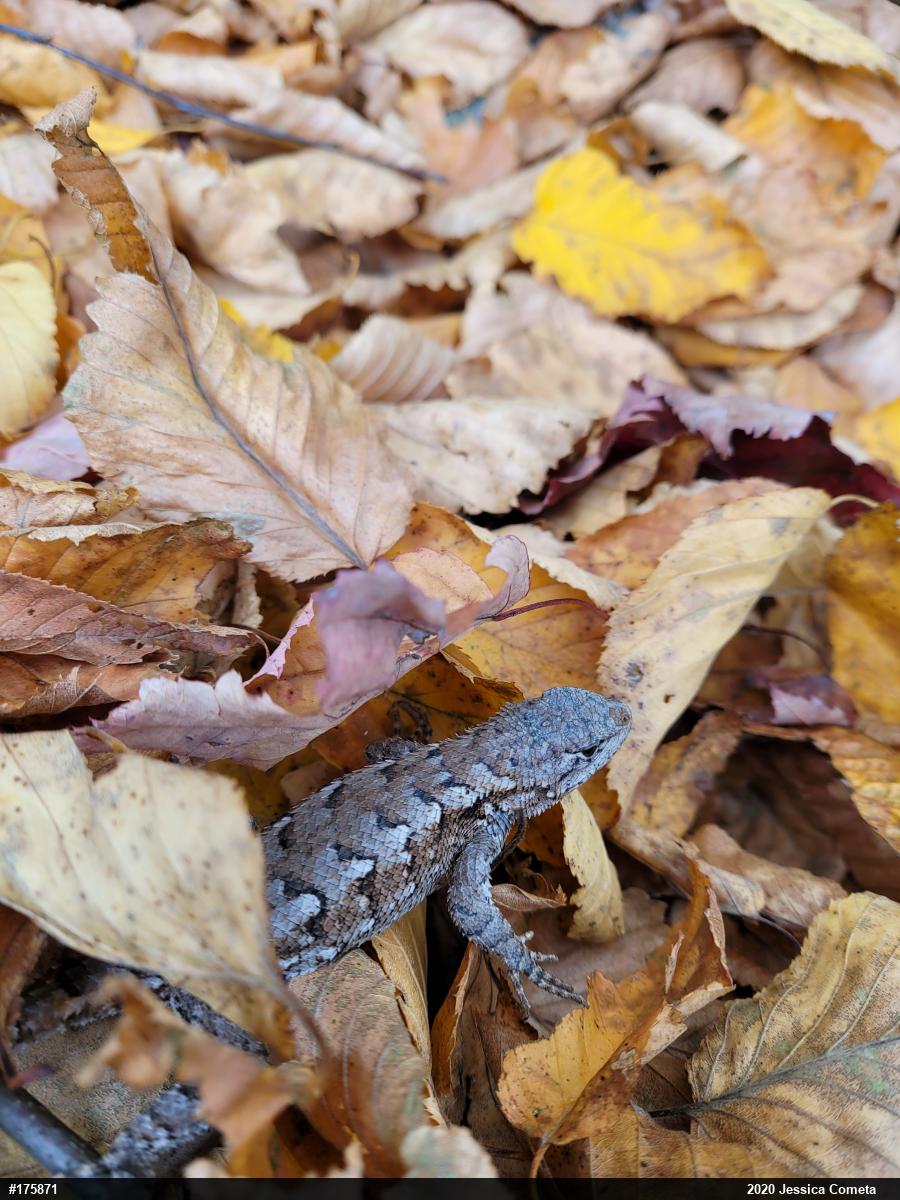 Eastern Fence Lizard