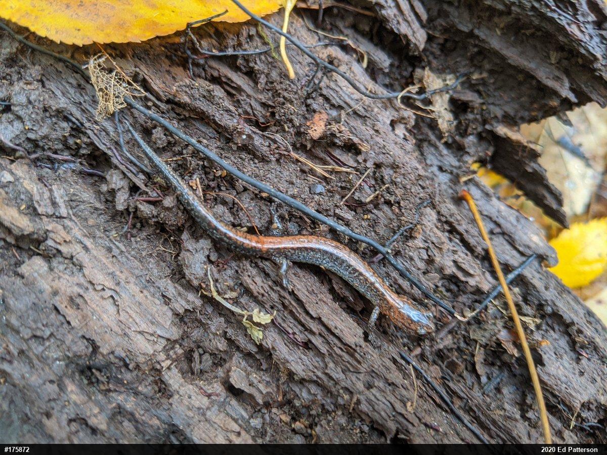 Eastern Red-backed  Salamander
