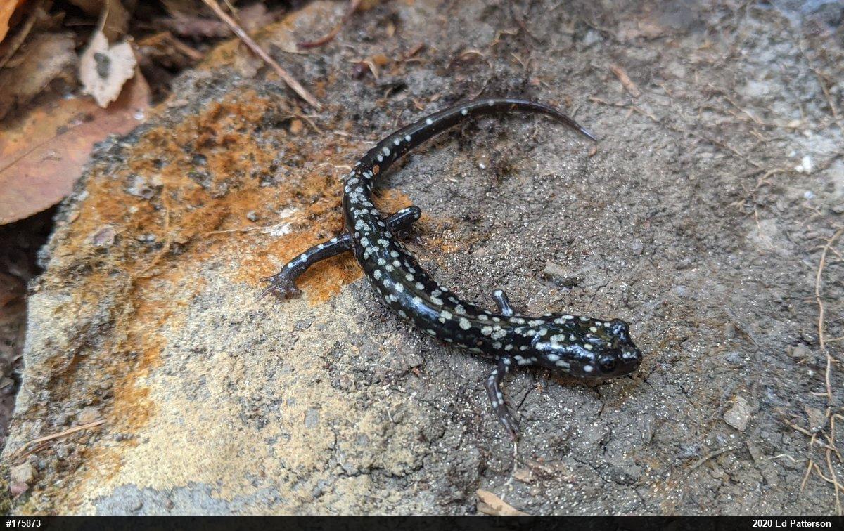 Northern Slimy Salamander