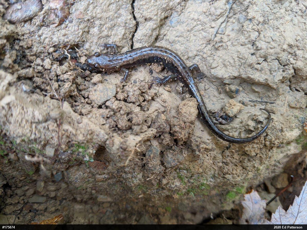 Allegheny Mountain Dusky Salamander