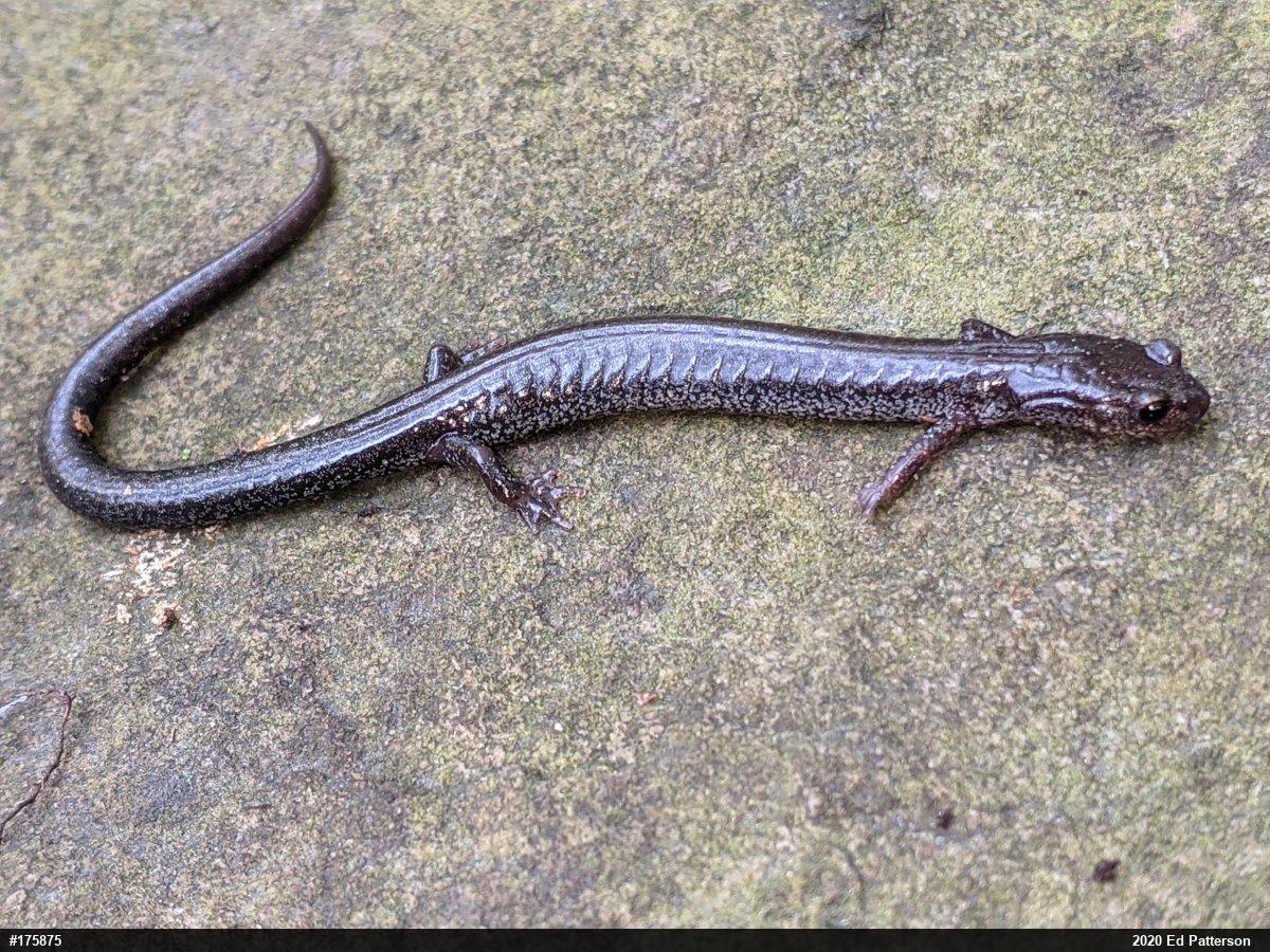 Valley And Ridge Salamander