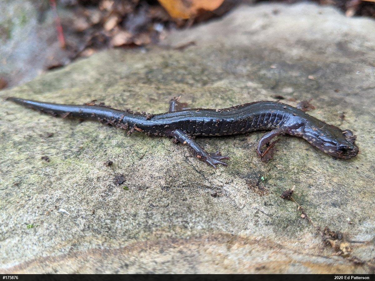 Wehrle's Salamander