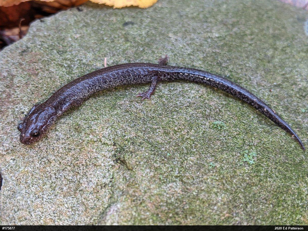 Valley And Ridge Salamander
