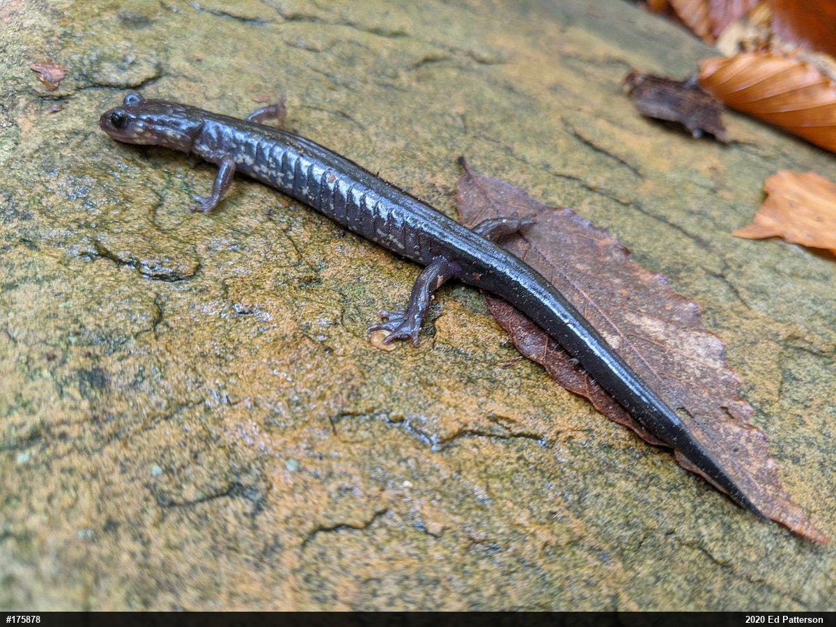 Wehrle's Salamander