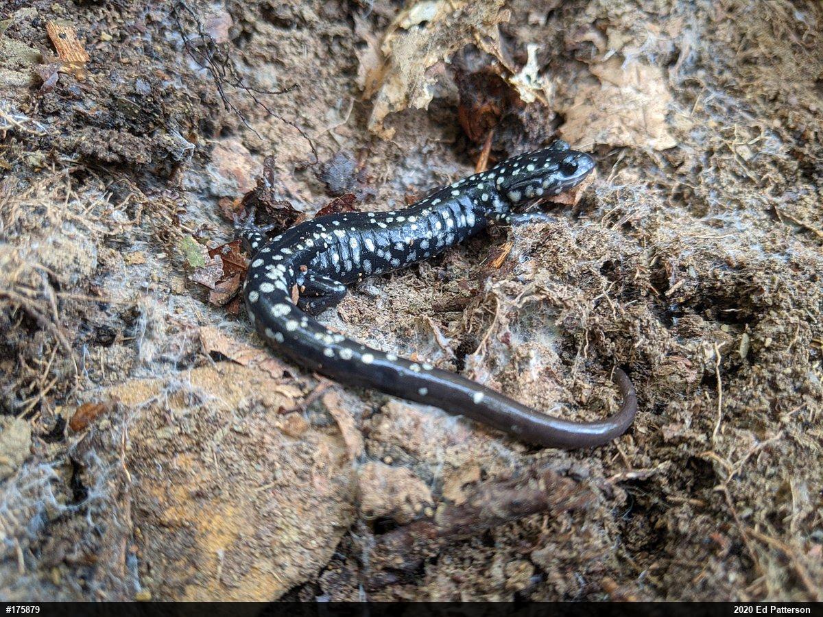 Northern Slimy Salamander