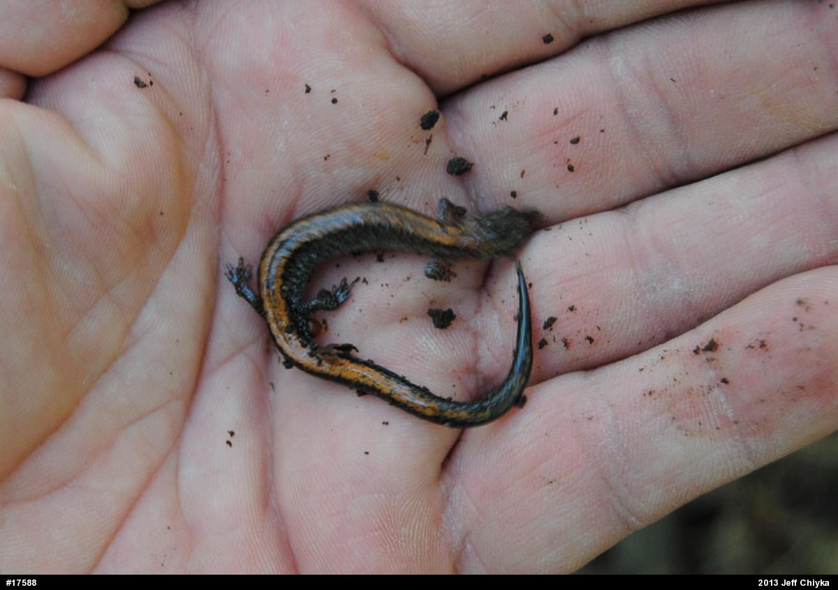 Eastern Red-backed  Salamander
