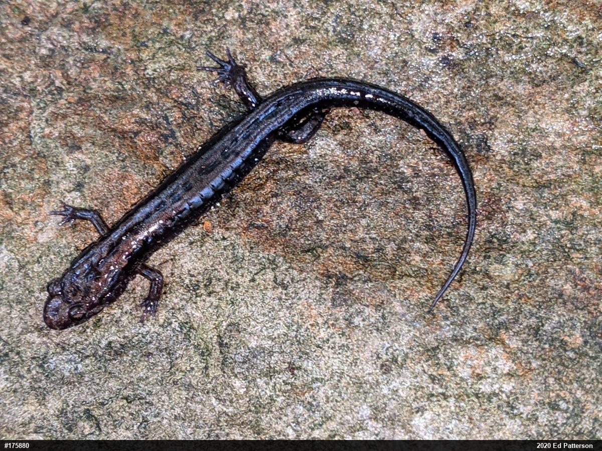 Allegheny Mountain Dusky Salamander