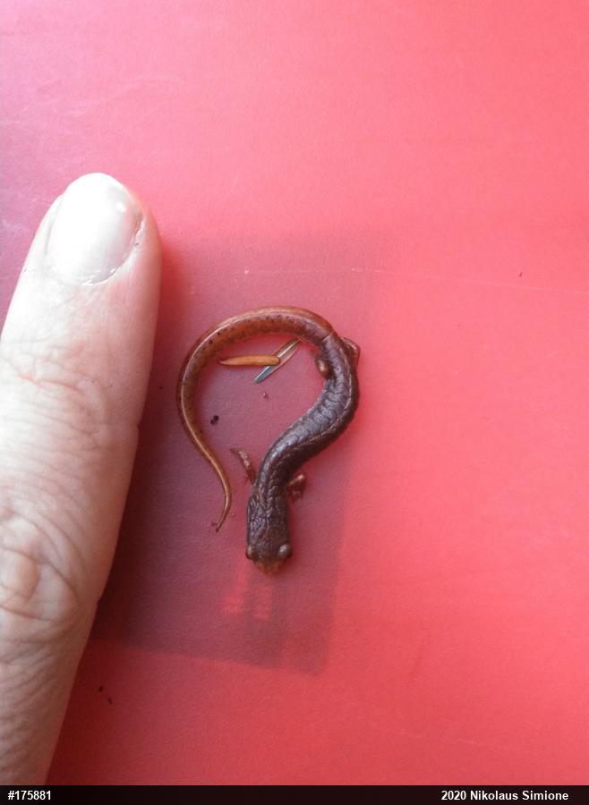 Four-toed Salamander