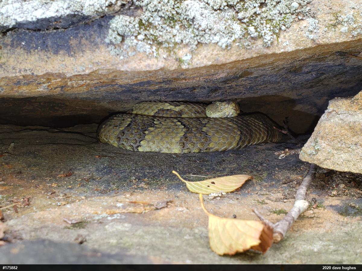 Timber Rattlesnake