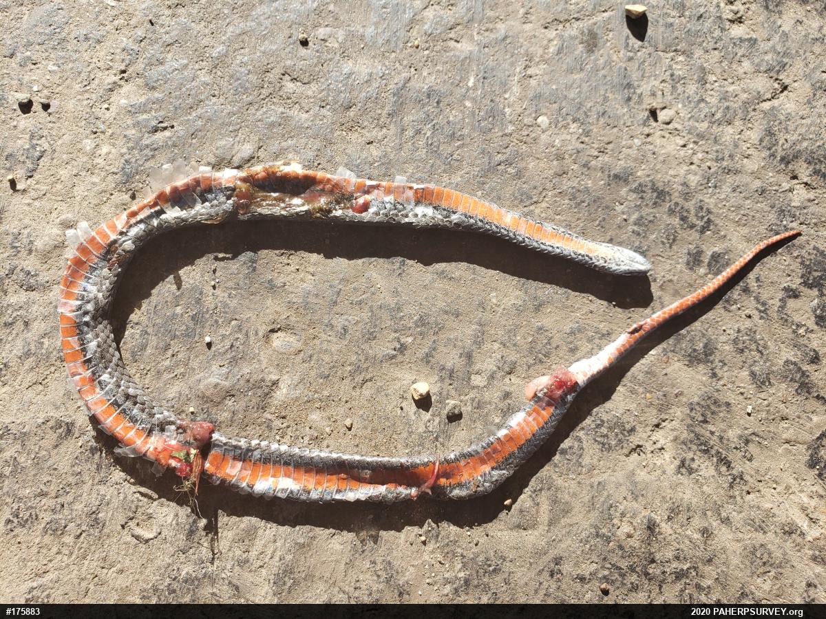 Red-bellied Snake