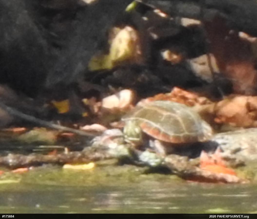 Eastern Painted Turtle