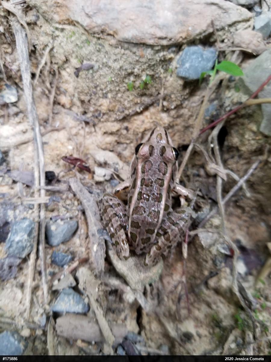 Pickerel Frog