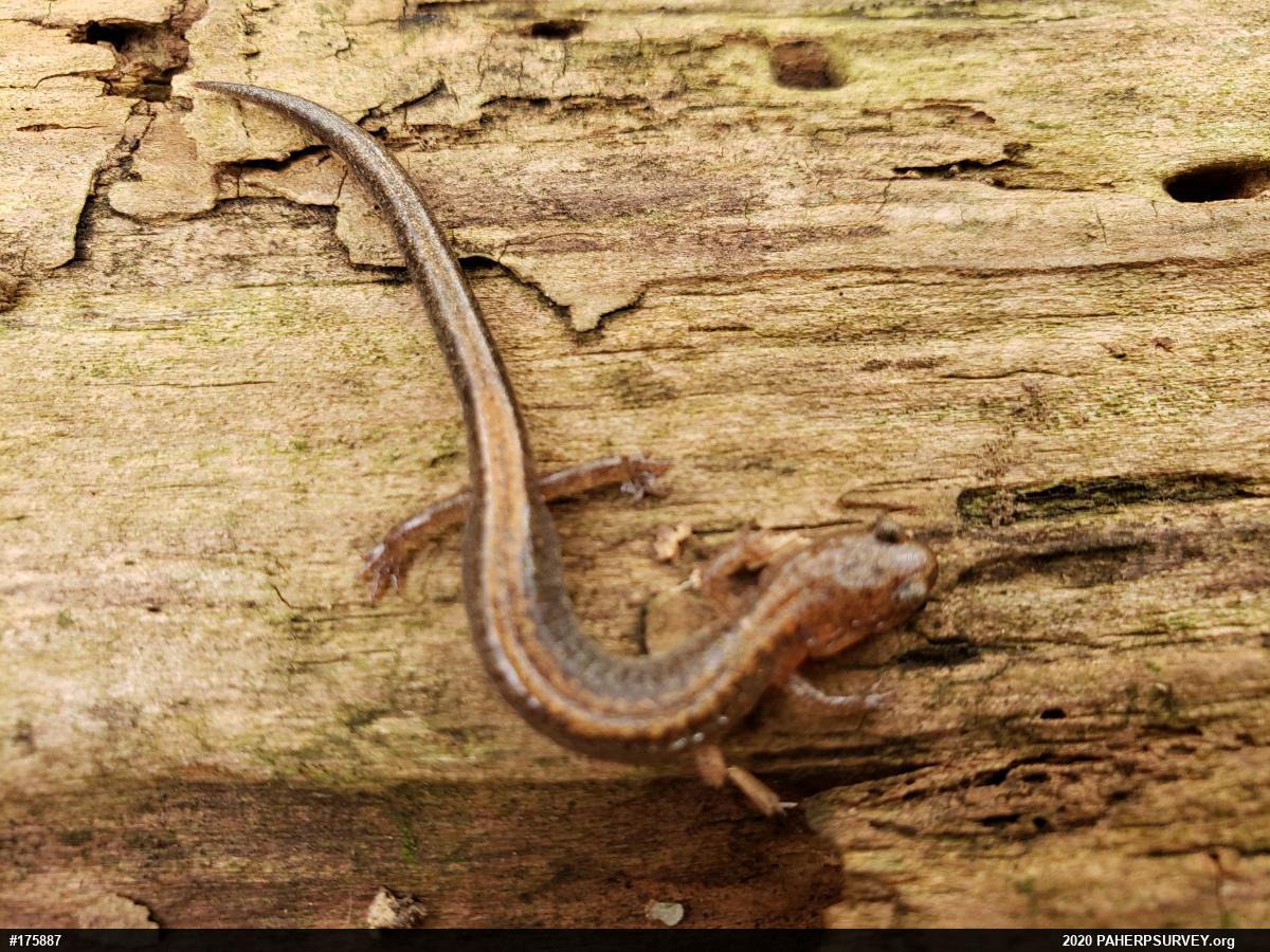 Eastern Red-backed  Salamander