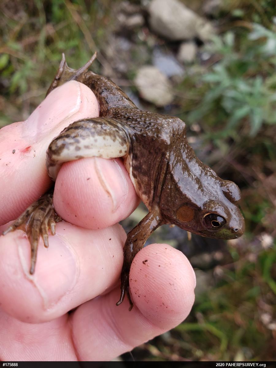 Green Frog