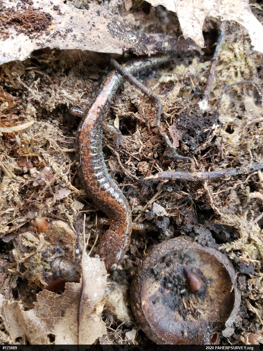 Eastern Red-backed  Salamander