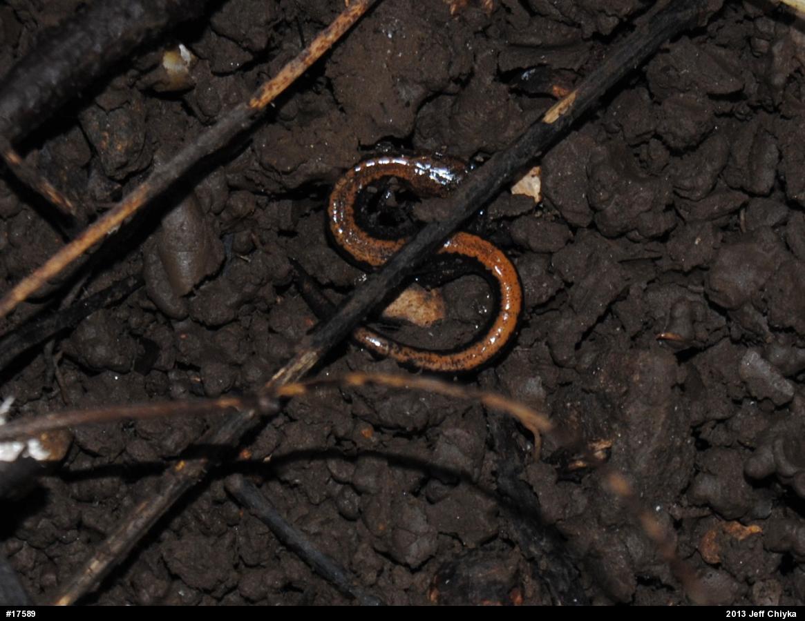 Eastern Red-backed  Salamander