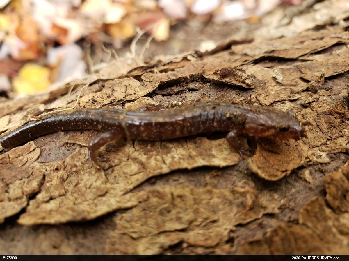 Allegheny Mountain Dusky Salamander