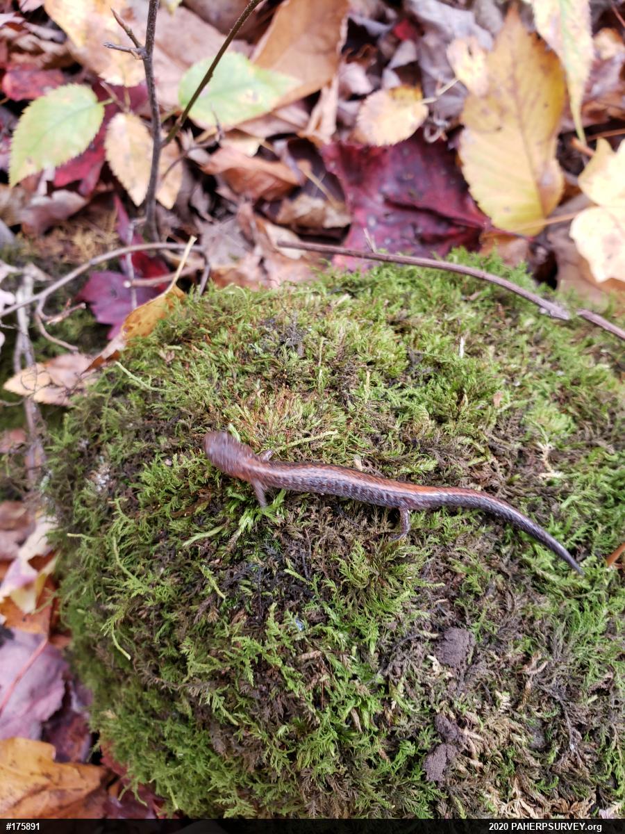 Eastern Red-backed  Salamander
