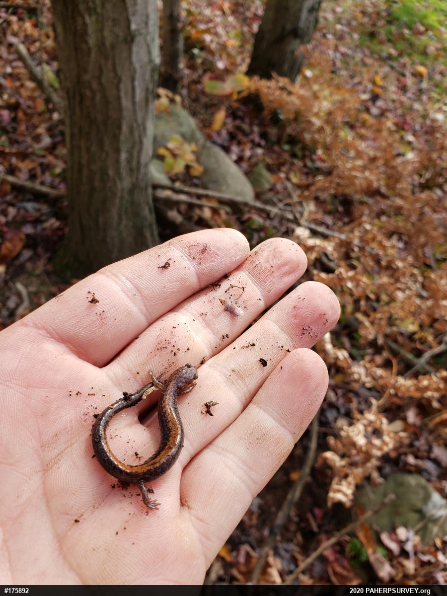 Eastern Red-backed  Salamander