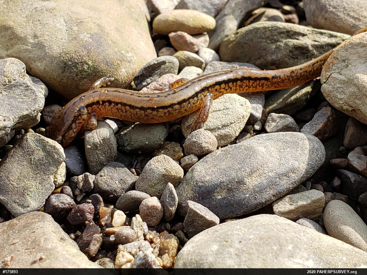 Northern Two-lined Salamander