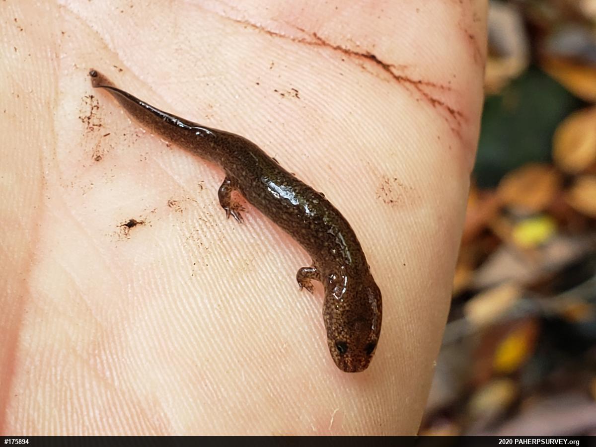 Northern Red Salamander