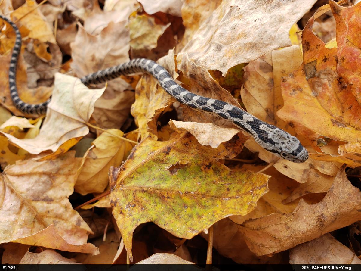 Eastern Ratsnake