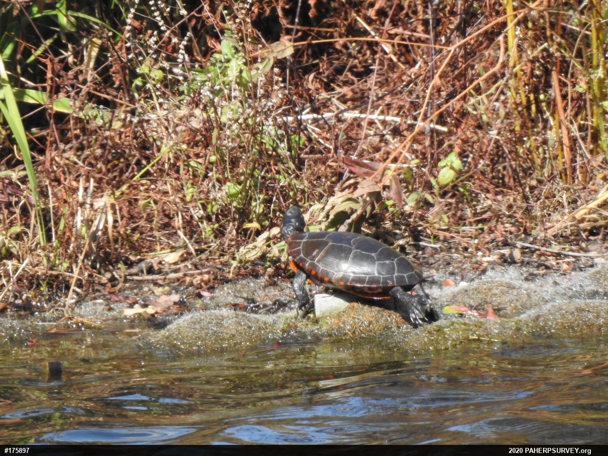 Painted Turtle