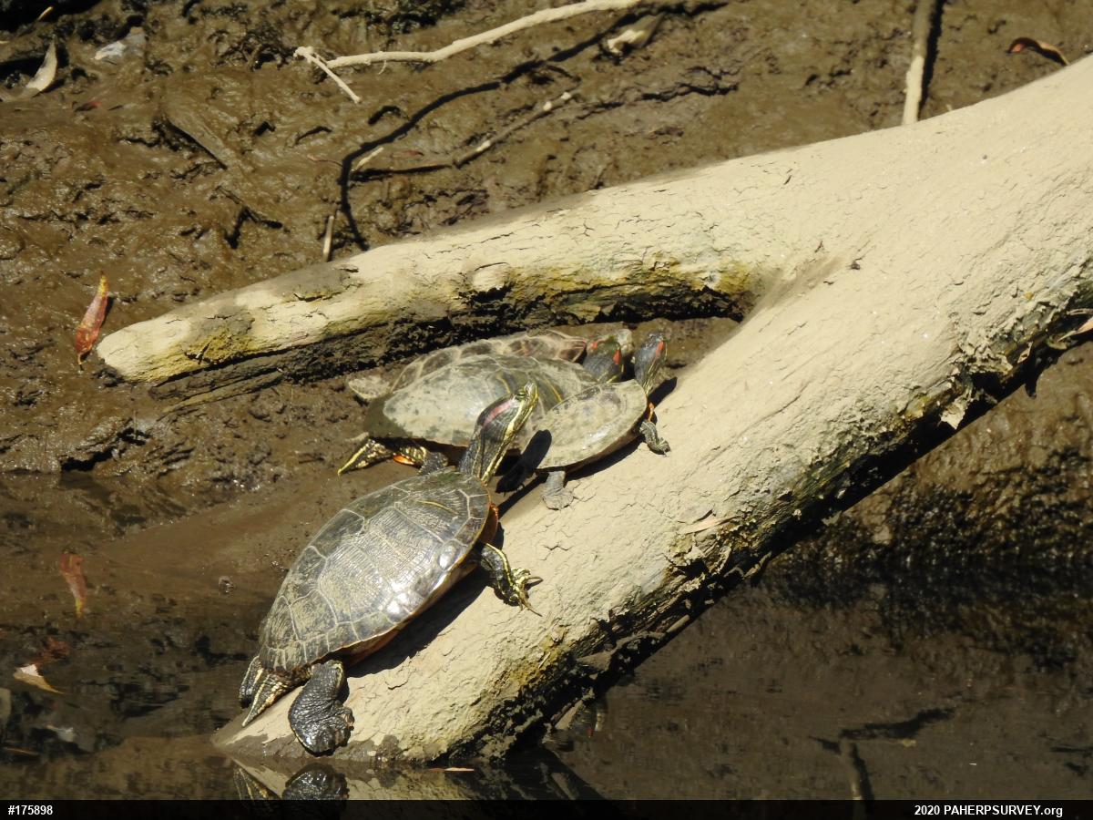 Red-eared Slider