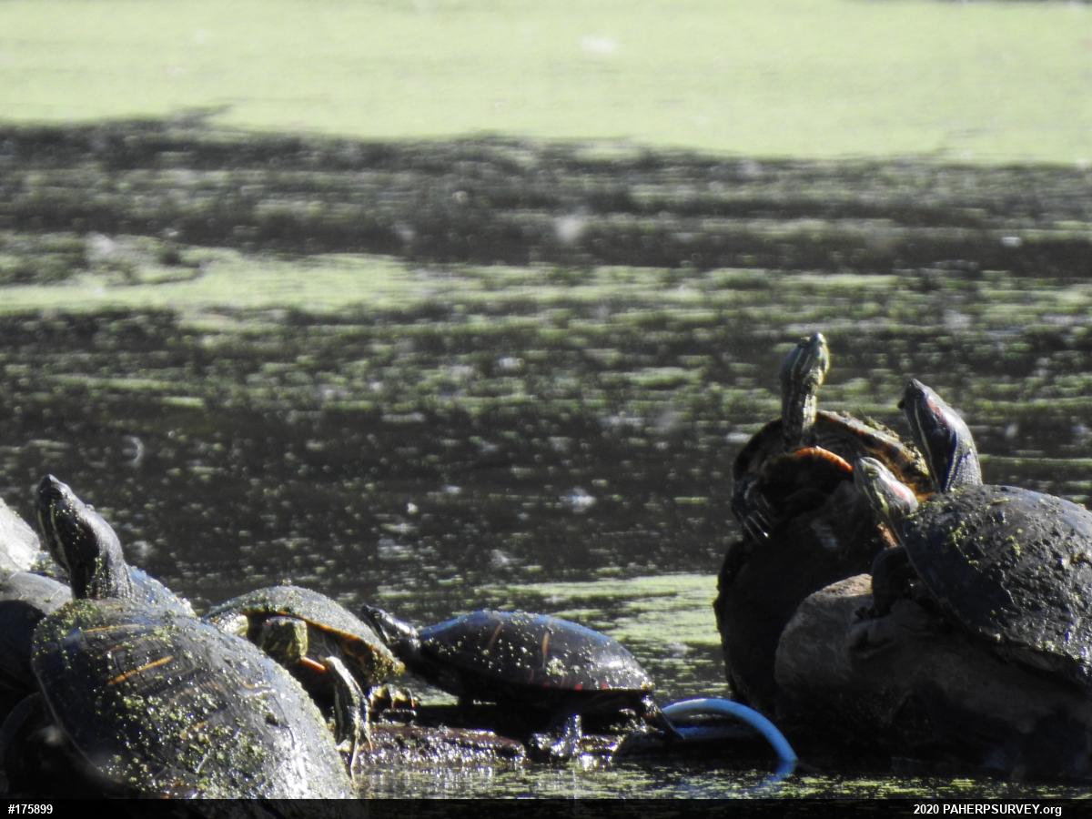 Painted Turtle