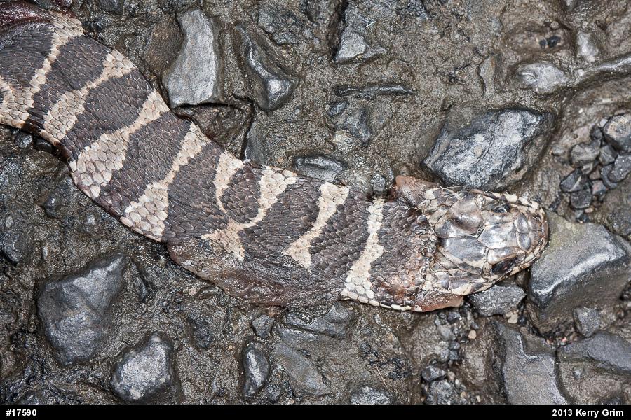 Northern Watersnake