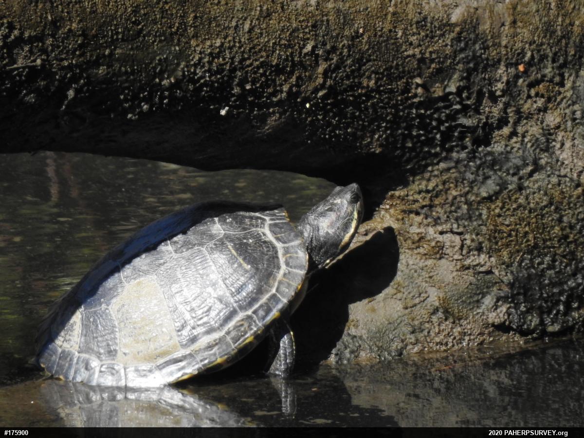 Red-eared Slider
