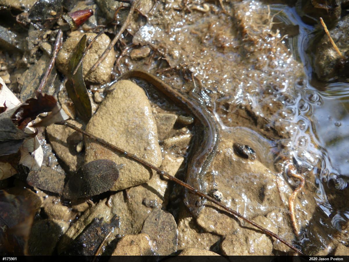 Northern Dusky Salamander