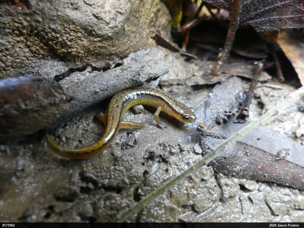 Northern Two-lined Salamander