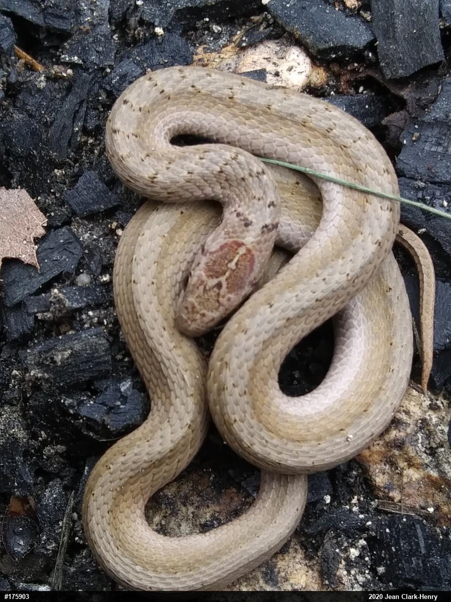 Dekay's Brownsnake