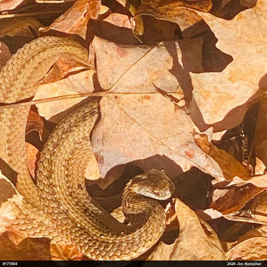 Red-bellied Snake