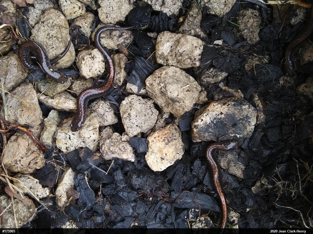 Eastern Red-backed  Salamander