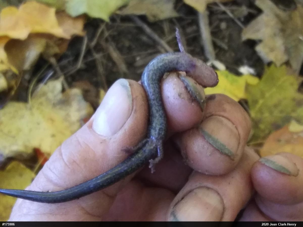 Eastern Red-backed  Salamander