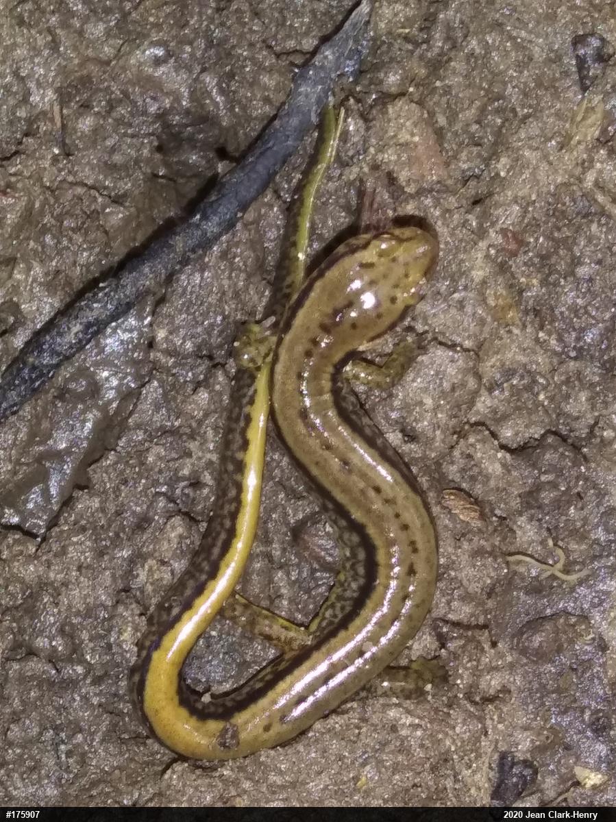 Northern Two-lined Salamander