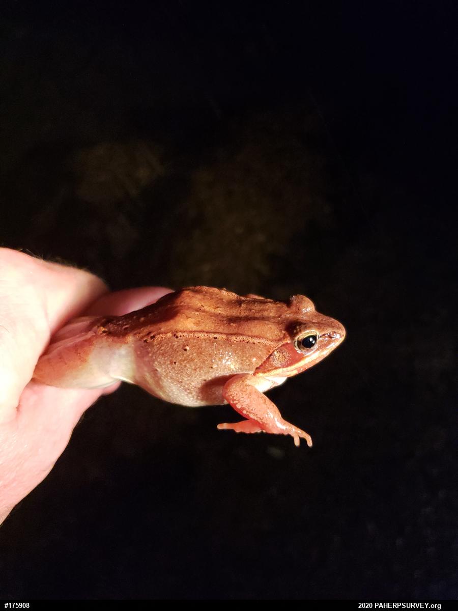 Wood Frog