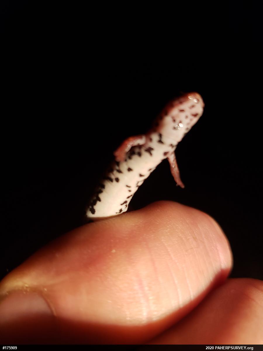 Four-toed Salamander